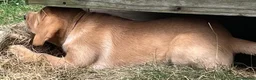Labrador Retriever dogs for sale: Outstanding KC Registered Fox Red Labrador Puppies - Advert 2