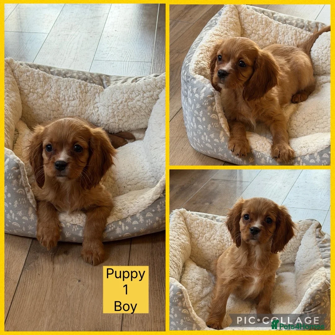 Mixed Breed dogs for sale: Stunning Cockalier Puppies for Sale  - Advert 2