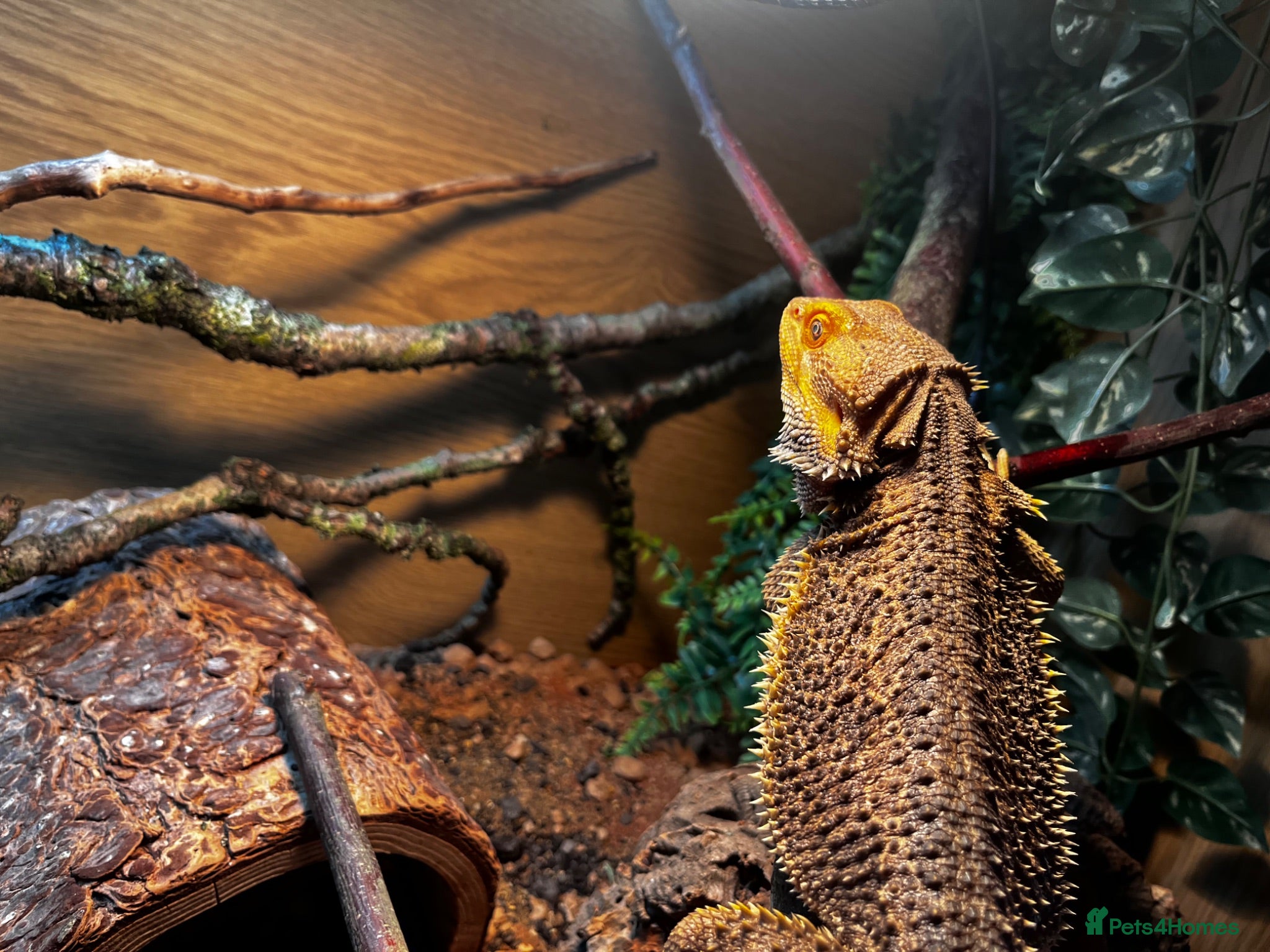Bearded Dragon reptiles Friendly bearded dragon  - Advert 1