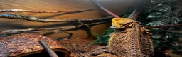 Bearded Dragon reptiles for sale: Friendly bearded dragon  - Advert 1
