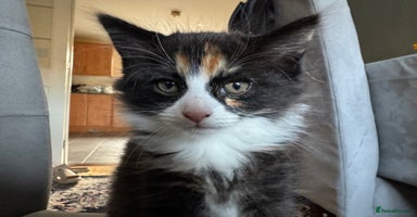 Mixed Breed cats - Advert 13
