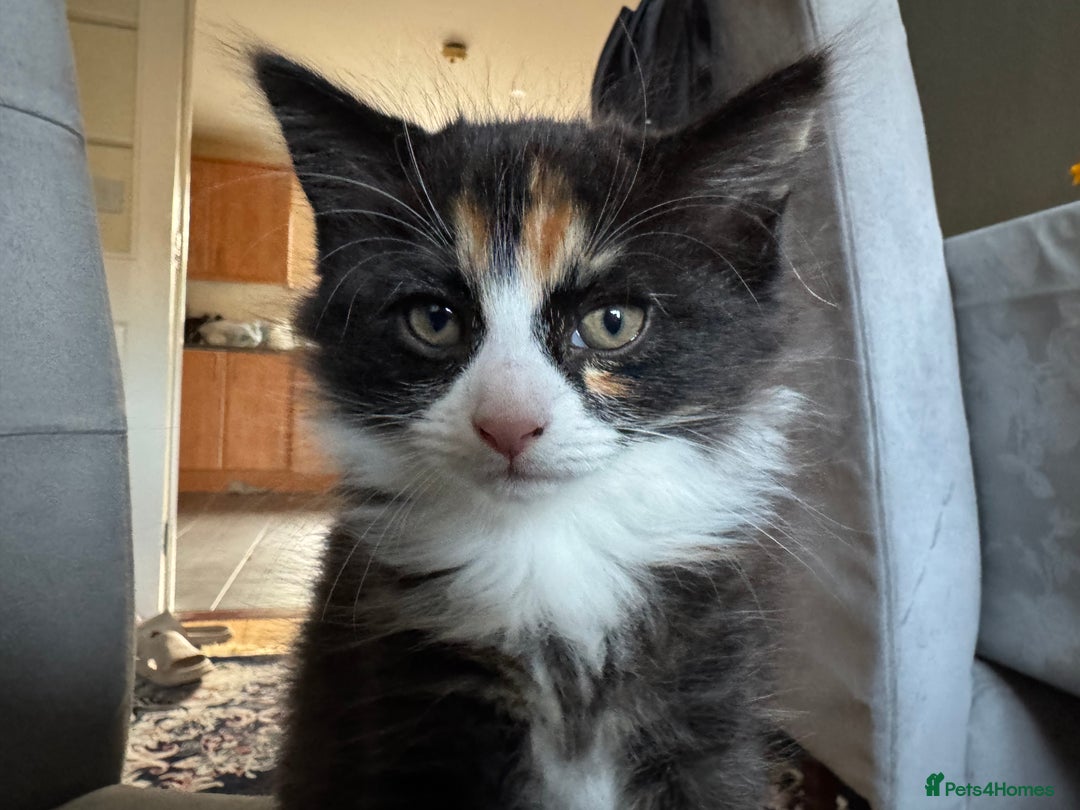 Mixed Breed cats for sale: Cute Kittens for Sale - Ginger, Grey and Black - Image 2