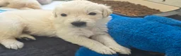 Golden Retriever dogs for sale: Golden retriever puppies in Cumnock - Advert 4