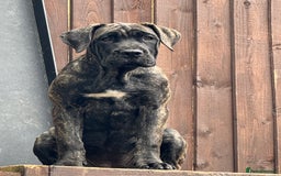 Presa Canario dogs for sale: Presa canario puppies (UKC registered) (2 girls) in Accrington - Image 33