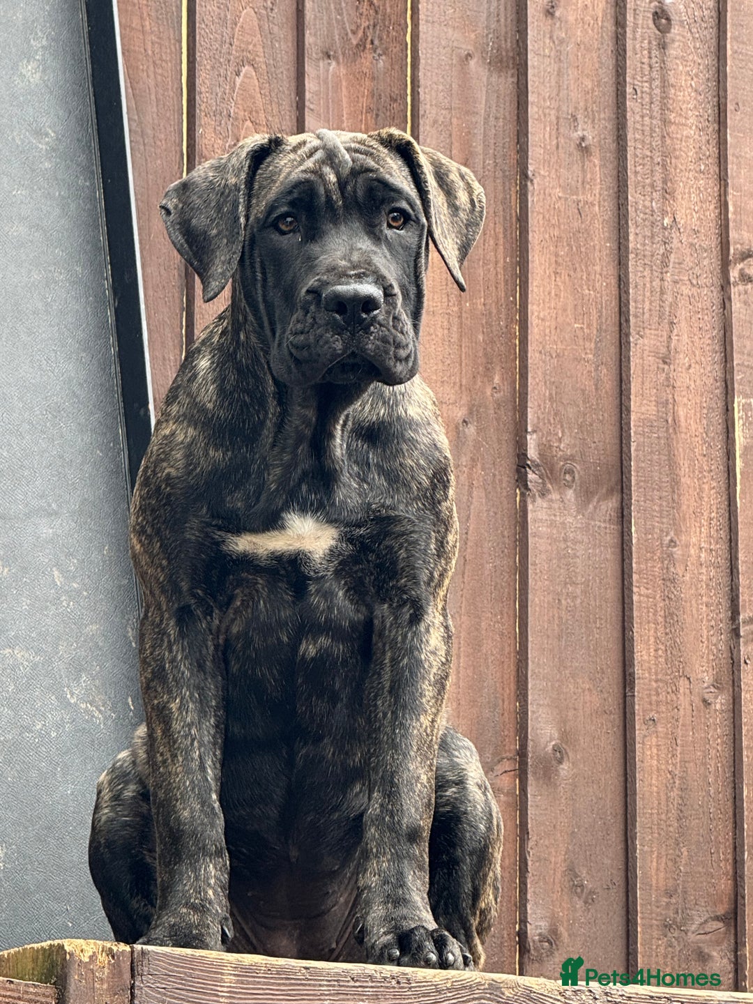Presa Canario dogs for sale: Presa canario puppies (UKC registered) (2 girls) in Accrington - Image 33
