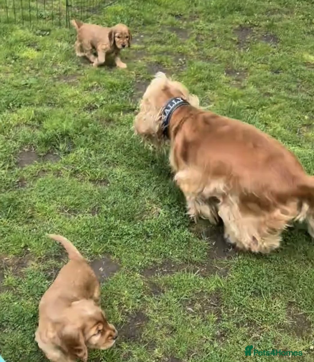 Cocker Spaniel dogs for sale: Cocker spaniel puppy’s  - Advert 2