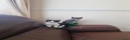 Domestic Shorthair cats for sale: Kittens available to a good home - Advert 1