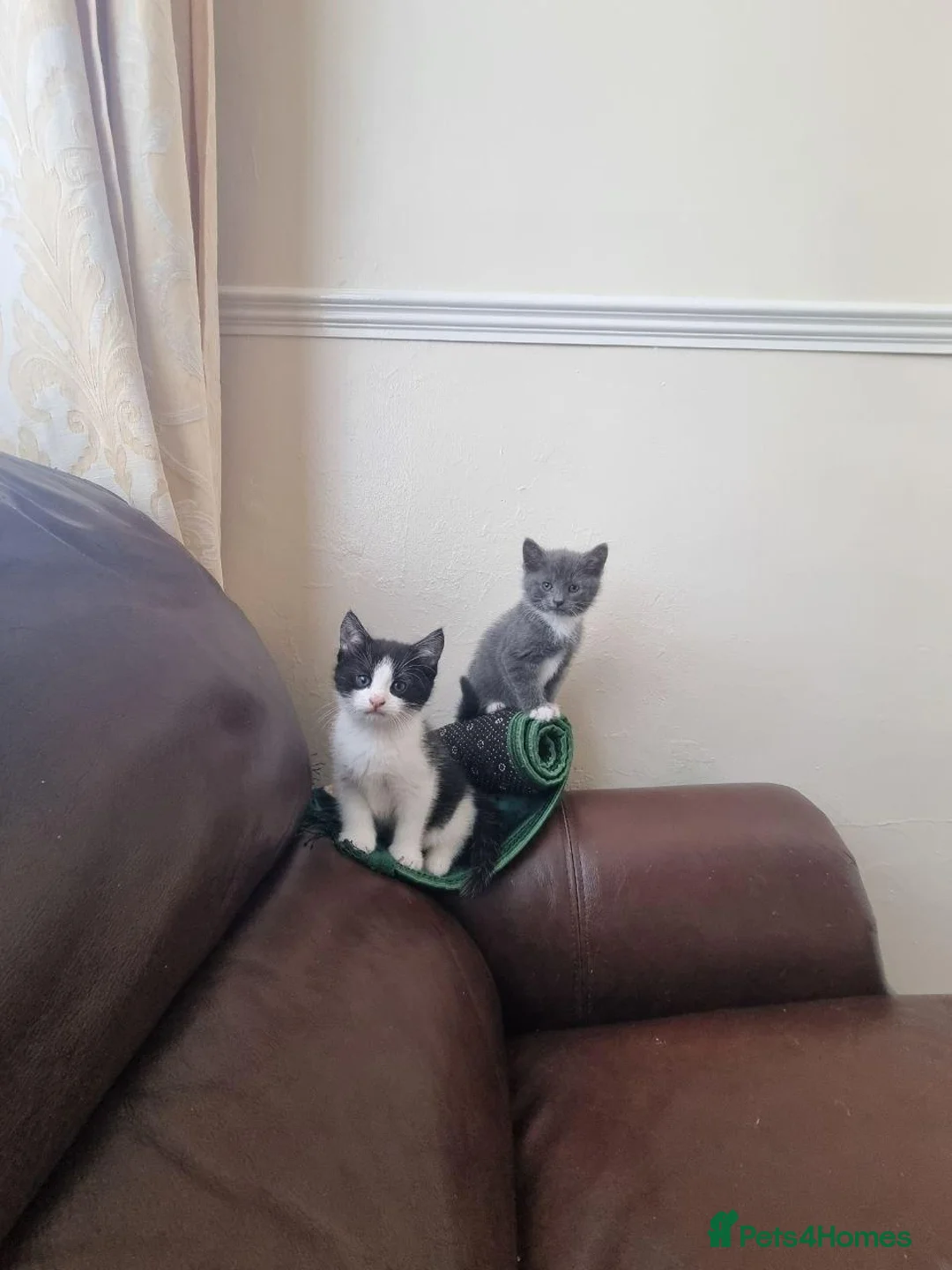 Domestic Shorthair cats for sale: Kittens available to a good home - Advert 1