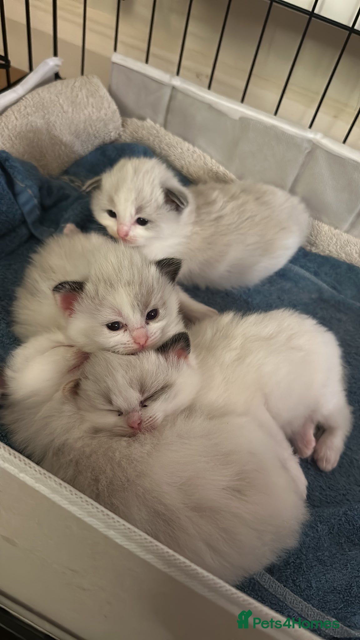 Ragdoll cats Gorgeous Ragdoll Kittens - Advert 1