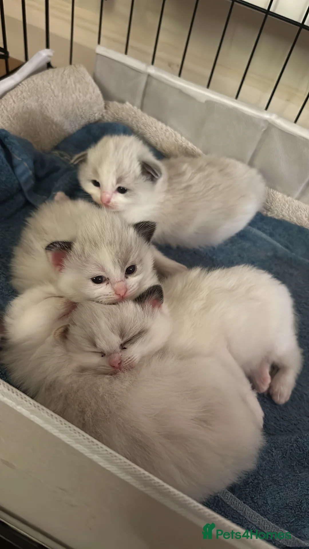 Ragdoll cats for sale: Gorgeous Ragdoll Kittens in Woodstock - Advert 1