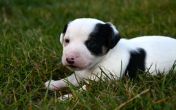 Jack Russell dogs for sale: Jack Russell puppies for sale  - Image 13