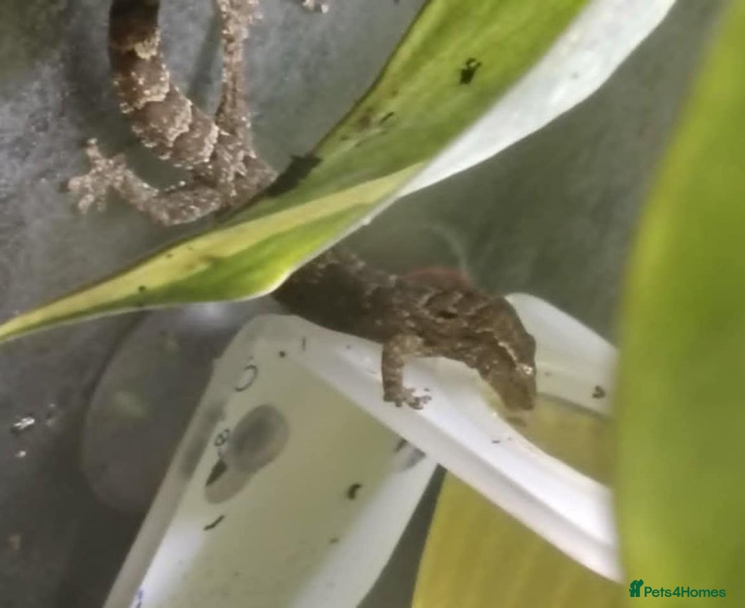 Gecko reptiles for sale: Mourning Gecko hatchlings. - Image 17