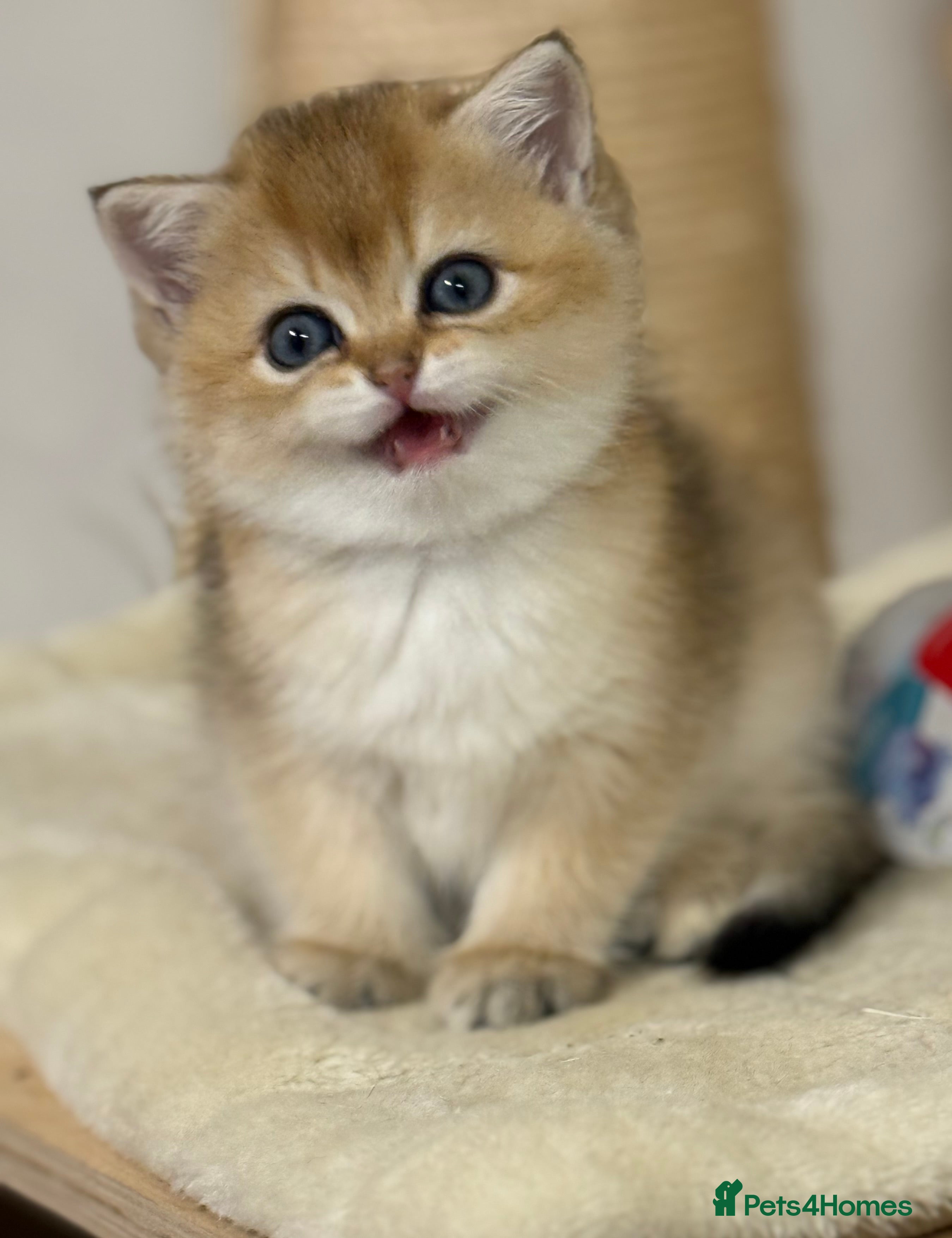 British Shorthair cats ✨ Golden BSH girls Looking for Loving Homes ✨ - Advert 2