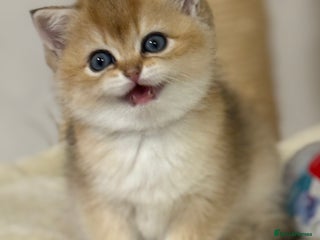 British Shorthair cats ✨ Golden BSH girls Looking for Loving Homes ✨ - Advert 3