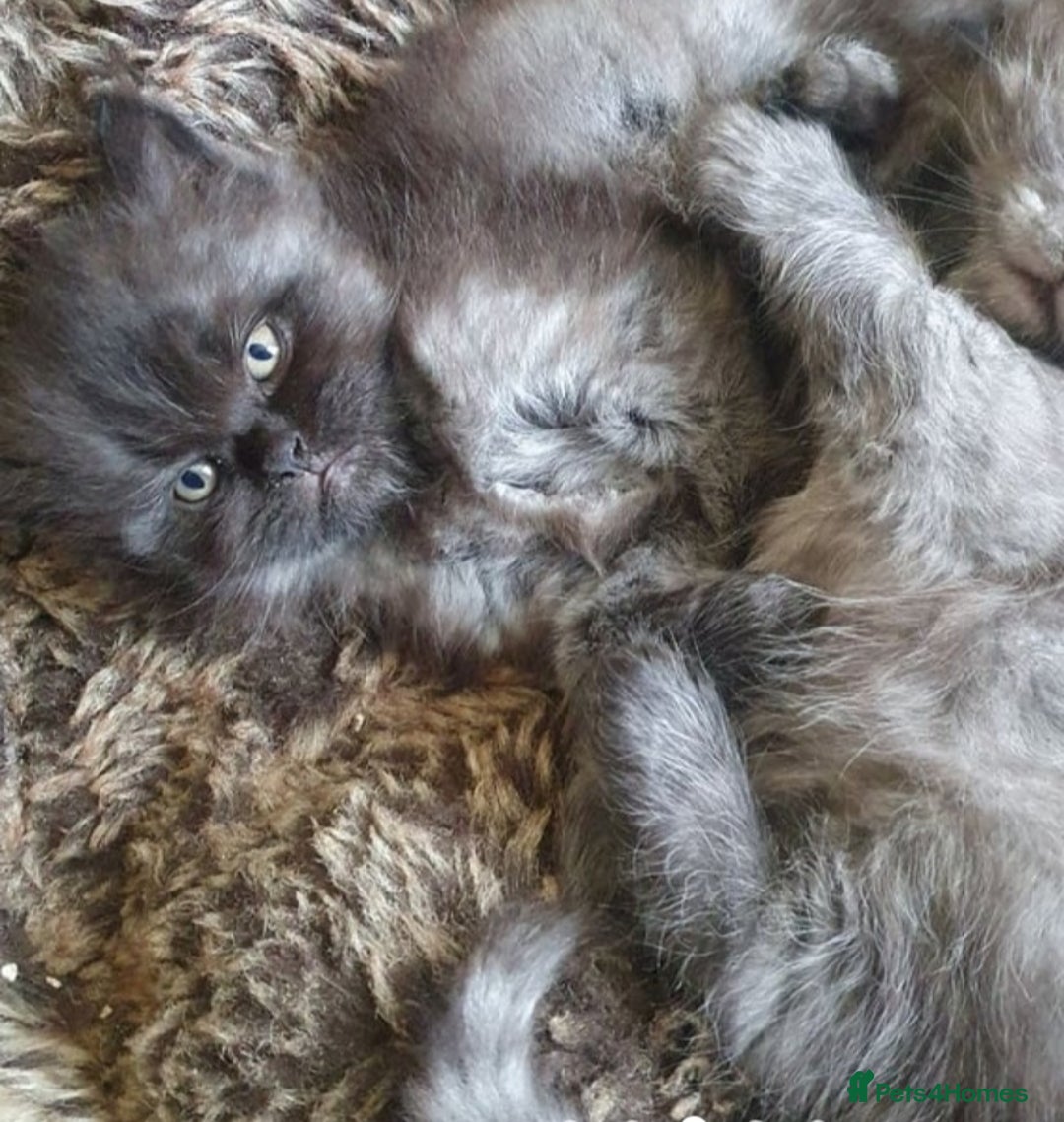 Mixed Breed cats for sale: Beautiful male kitten  - Image 11