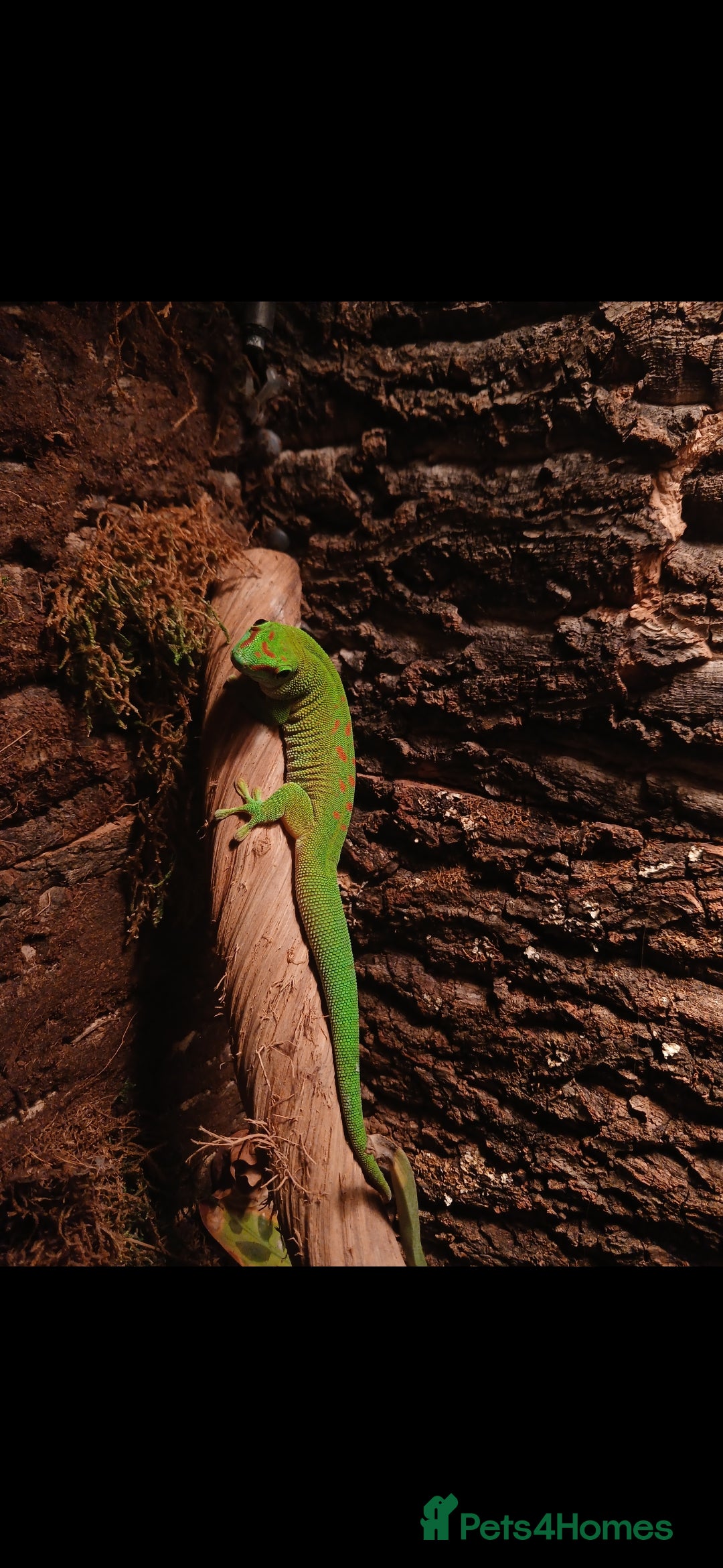 Gecko reptiles Madagascar giant day gecko.  - Advert 12
