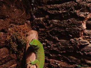 Gecko reptiles Madagascar giant day gecko. - Advert 12