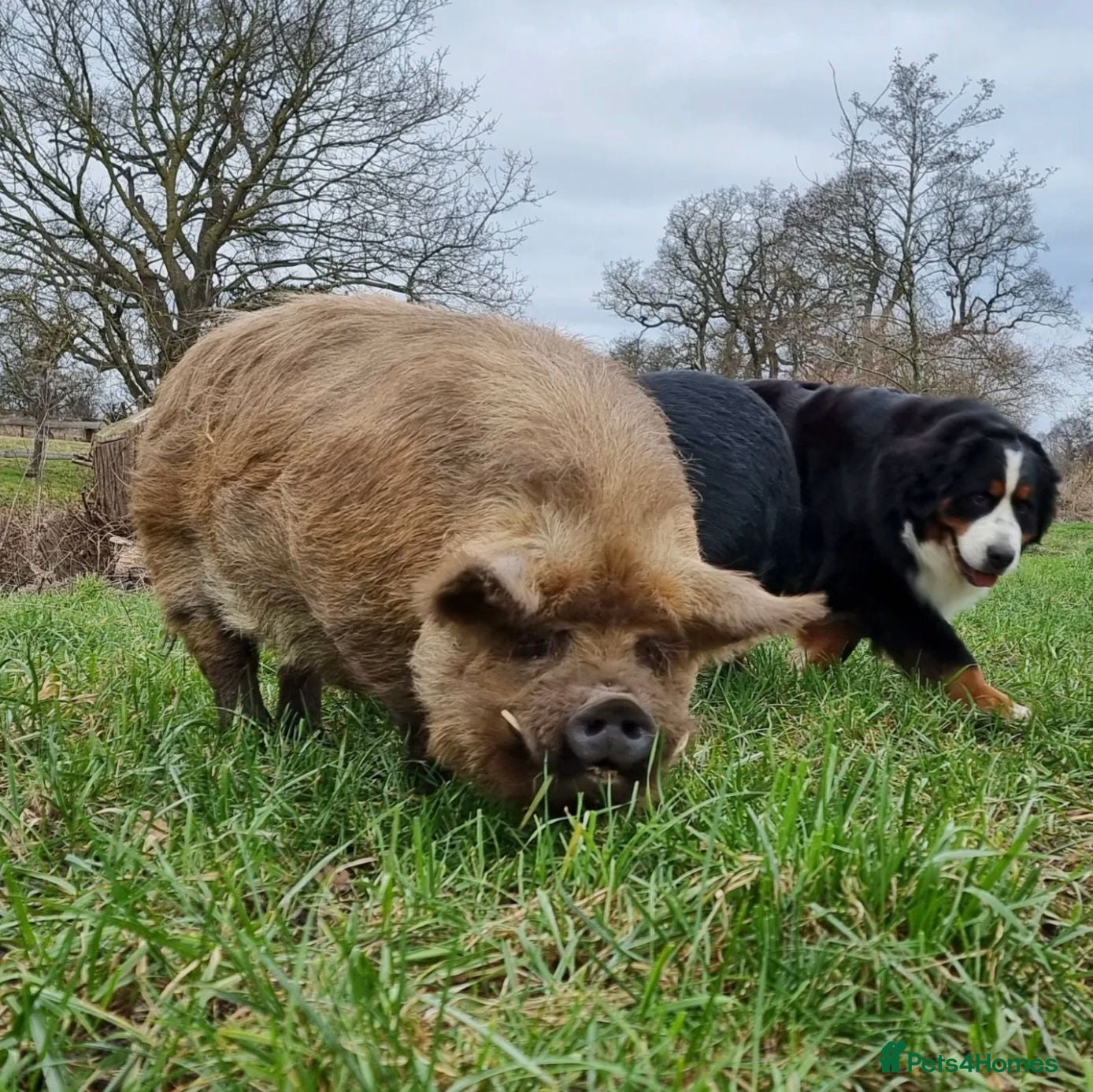 Pig livestock Family of 4 Pure bred Kunekune Pigs - Advert 2