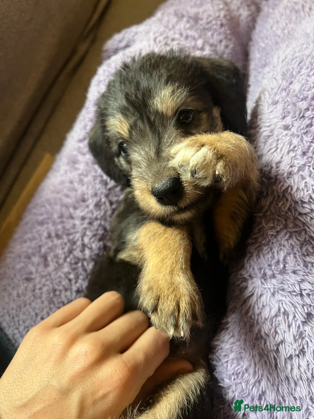 Mixed Breed dogs for sale: Bedlington Whippet pups - 2 boys and 2 girls left - Advert 10