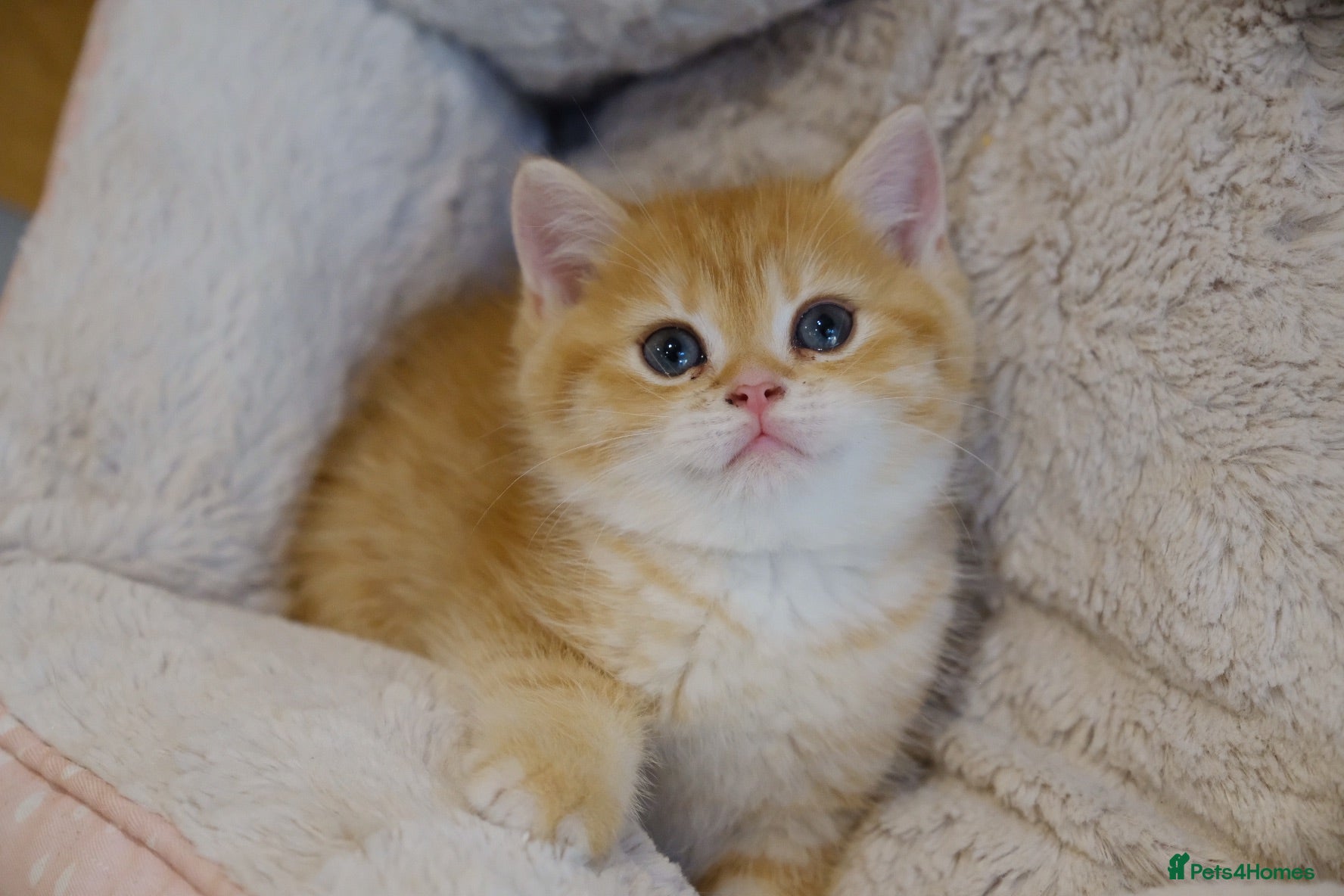 British Shorthair cats Ready Now! British Shorthair Golden Boys TICA REG - Advert 1