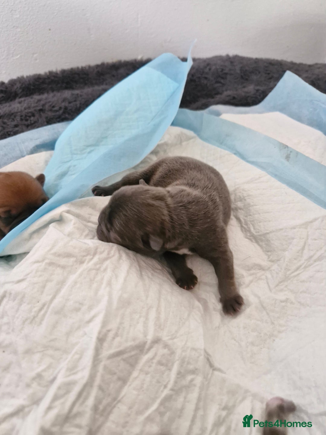 Mixed Breed dogs for sale: Frenchies looking for their forever sofa - Image 6