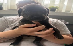 Cane Corso dogs for sale: Beautiful Cane Corso puppies for sale  - Image 11