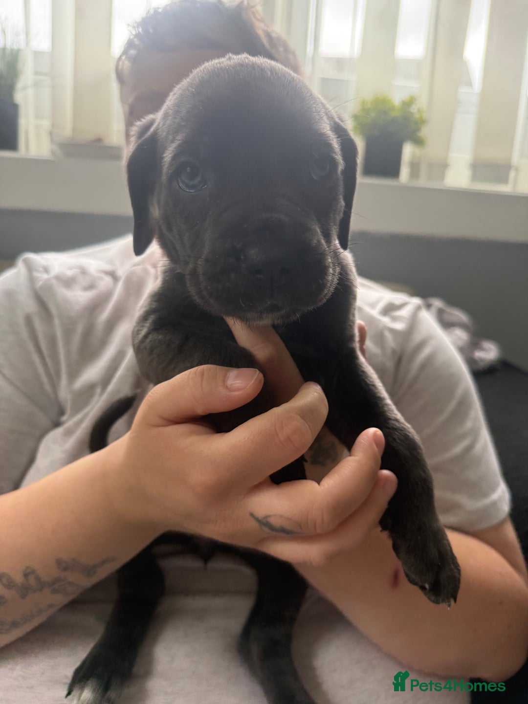 Cane Corso dogs for sale: Beautiful Cane Corso puppies for sale  - Image 11