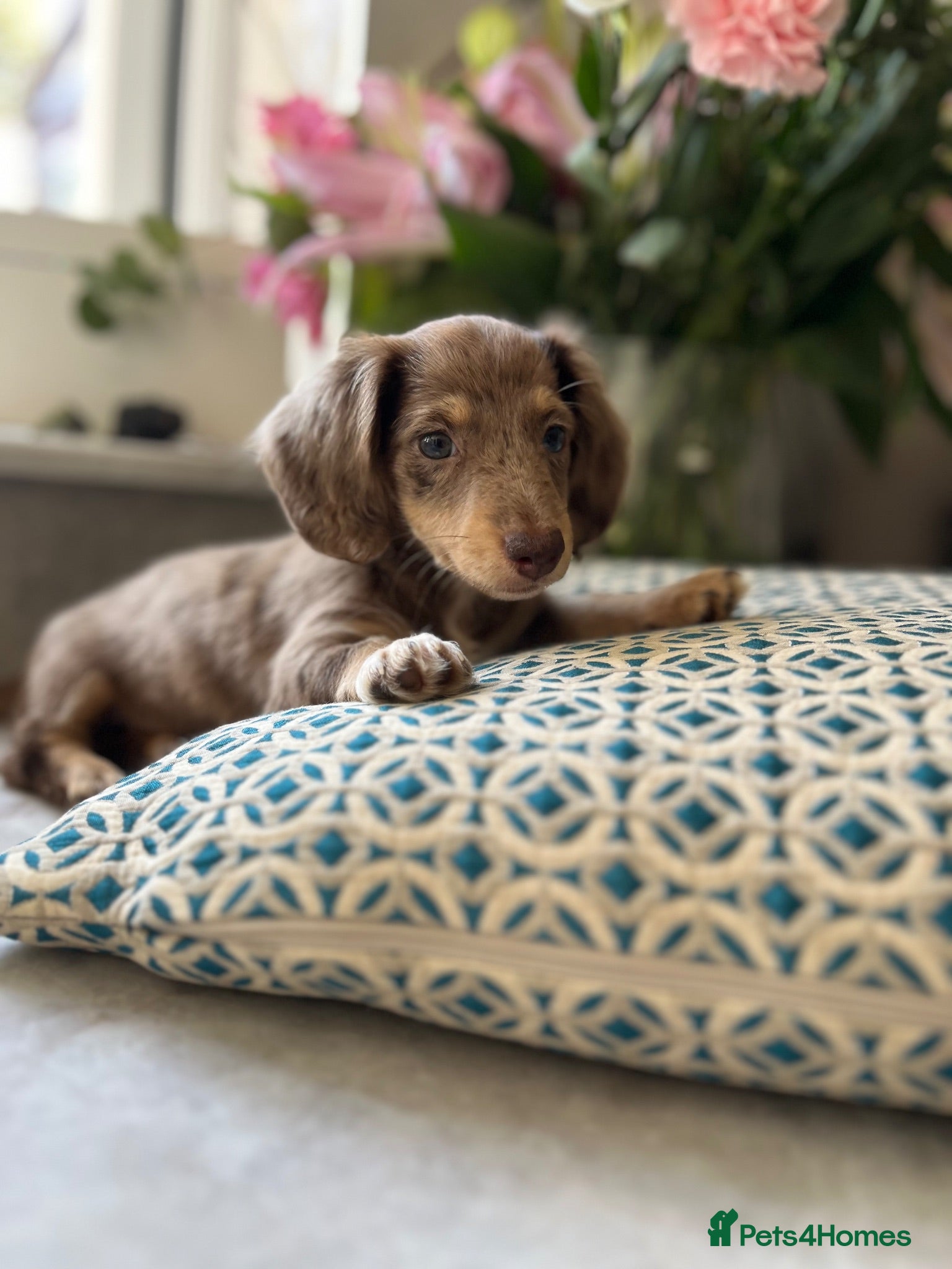 Miniature Dachshund dogs Stunning long haired miniature dachshunds  - Advert 2