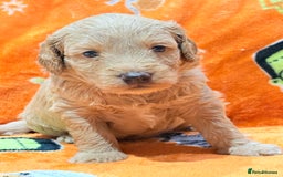 Mini Goldendoodle dogs for sale: 🐾🐾Mini golden doodles out of therapy asst momma - Image 9