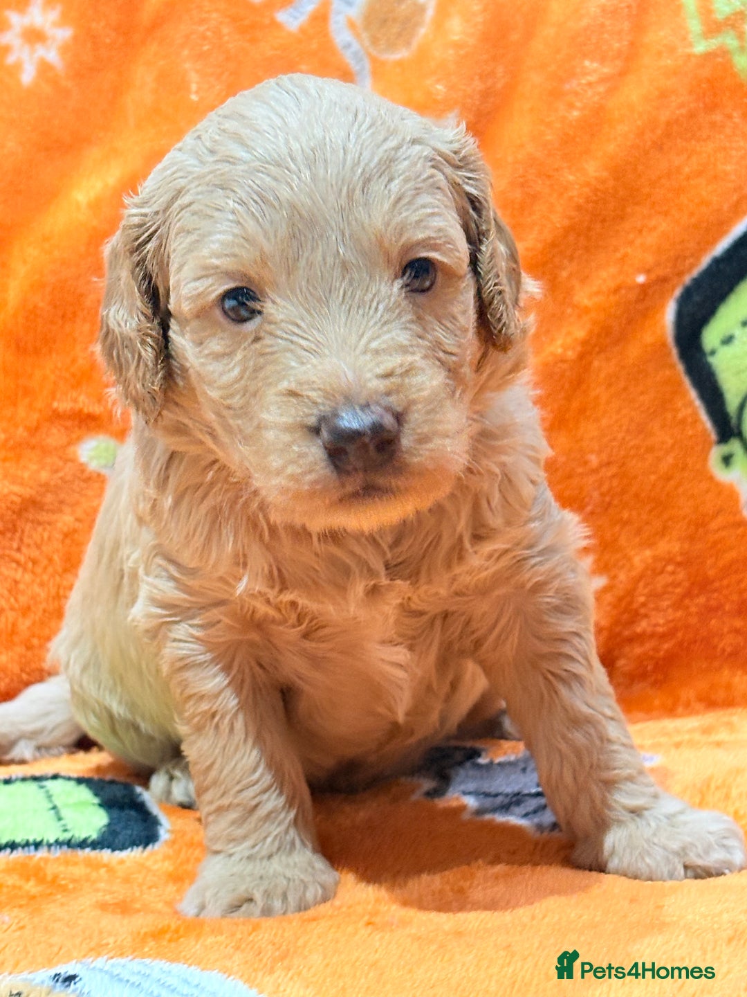 Mini Goldendoodle dogs for sale: 🐾🐾Mini golden doodles out of therapy asst momma - Image 9