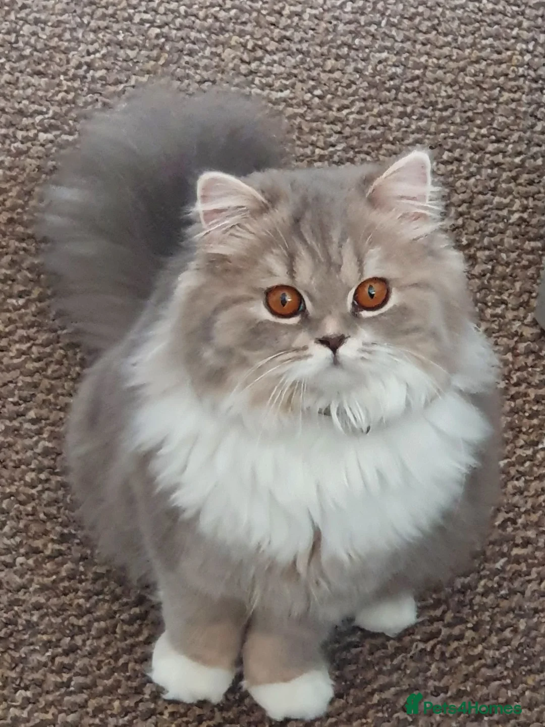 Mixed Breed cats for sale: Persian and British longhair  - Advert 14