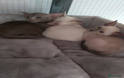 Oriental cats for sale: Full Pedigree Oriental 6 Kittens XL size ears GCCF - Image 36