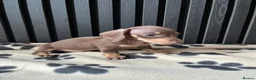 Miniature Dachshund dogs for sale: Dachshund Puppies (miniature) - Advert 5