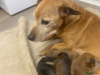 Mixed Breed dogs 1 beautiful female puppy - Advert 3