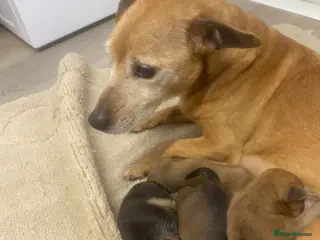 Mixed Breed dogs 1 beautiful female puppy - Advert 12