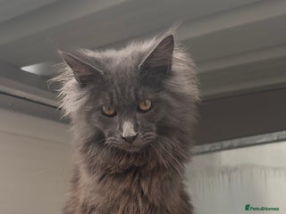 Maine Coon cats - Advert 19