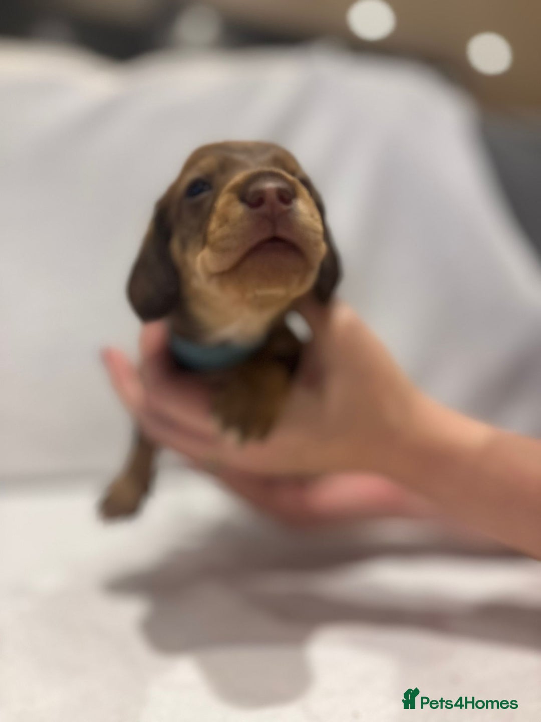 Dachshund dogs for sale: Dachshund puppies  - Image 18