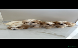Cavapoo dogs for sale: Stunning Blenheim F1 Cavapoo’s puppies  - Image 1