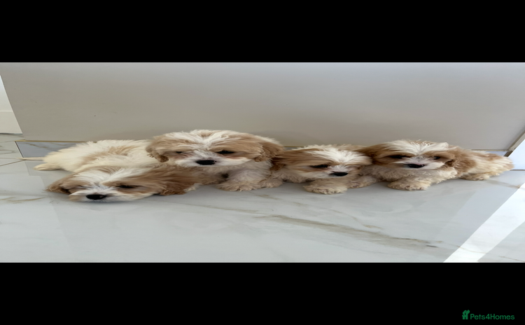Cavapoo dogs - Advert 12