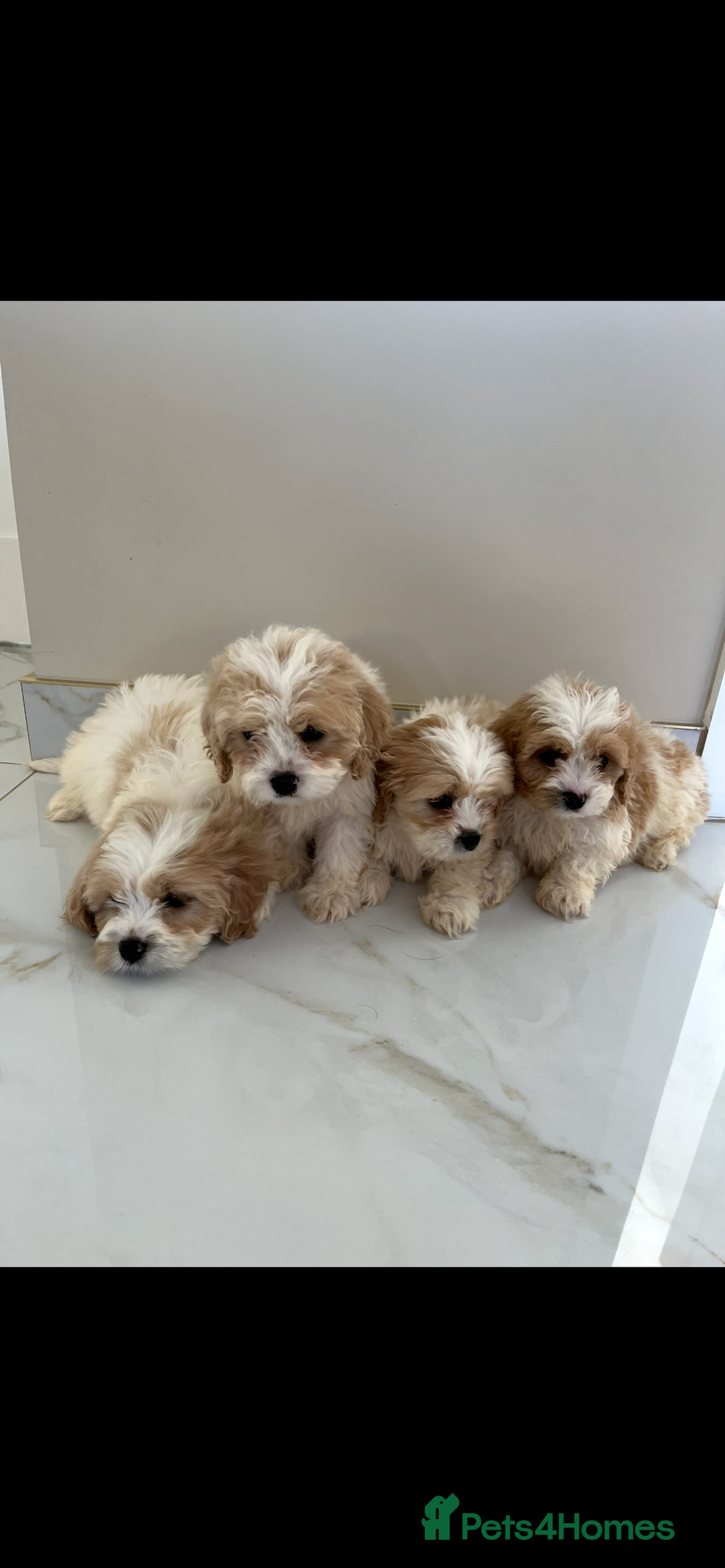 Cavapoo dogs for sale: Stunning Blenheim F1 Cavapoo’s puppies  - Image 1