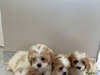 Cavapoo dogs - Advert 2