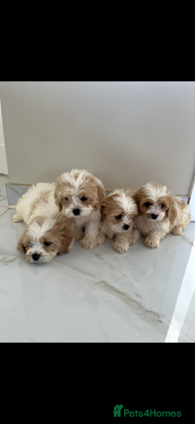 Cavapoo dogs - Advert 4