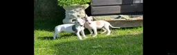 Whippet dogs for sale: Whippet puppy’s  in Beaworthy - Advert 7
