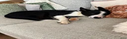 Welsh Collie dogs for sale: Welsh border collie  - Advert 3