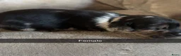 Mixed Breed dogs for sale: Teddy Terrier Bulldog in Southport - Advert 10