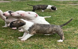 English Bull Terrier dogs for sale: Ready to leave !!! champion bloodlines kc reg - Image 26
