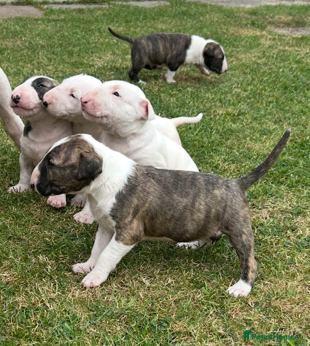 English Bull Terrier dogs for sale: Ready to leave !!! champion bloodlines kc reg - Image 26