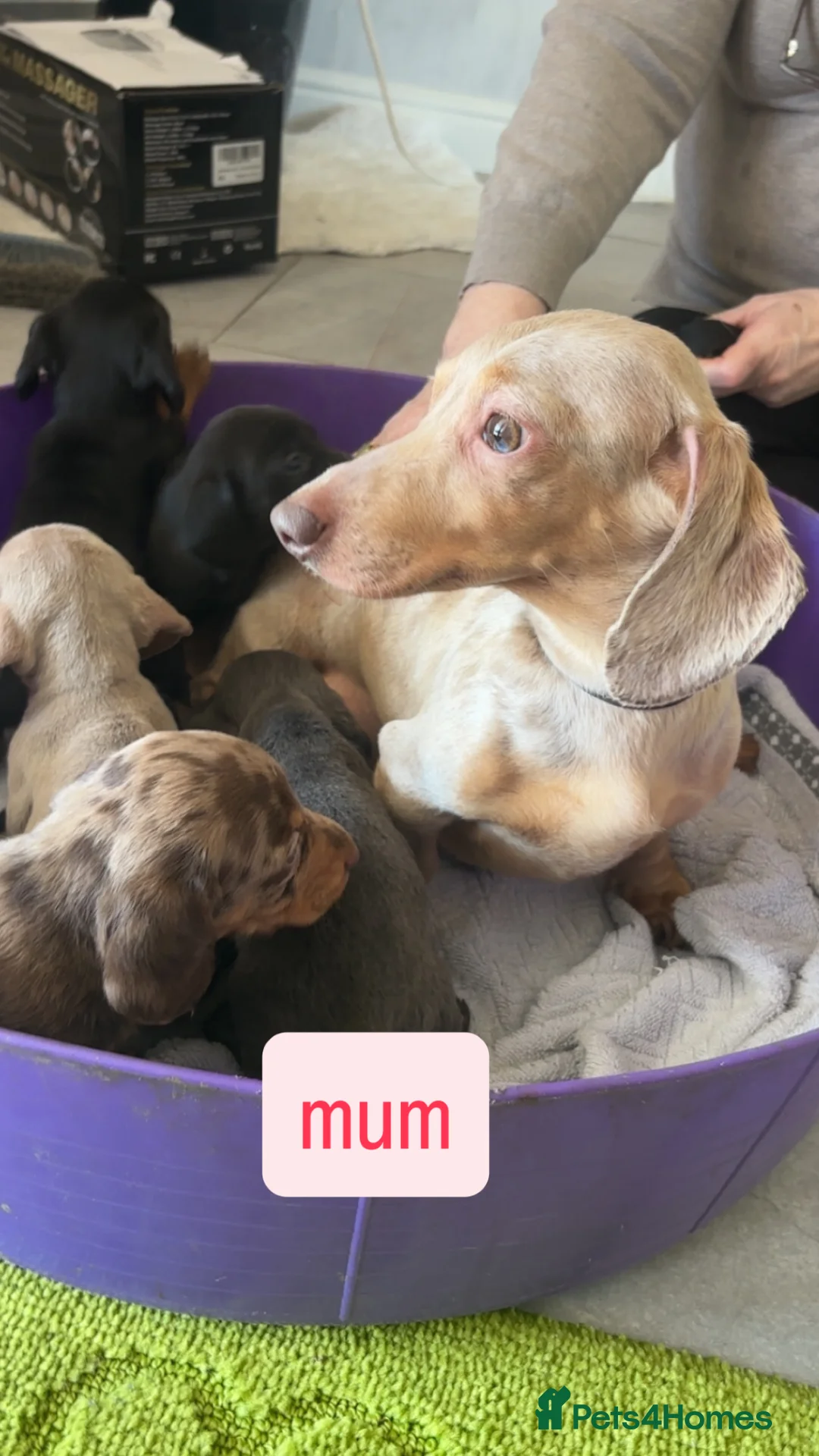 Miniature Dachshund dogs for sale: true tiny dachshunds! - Advert 25