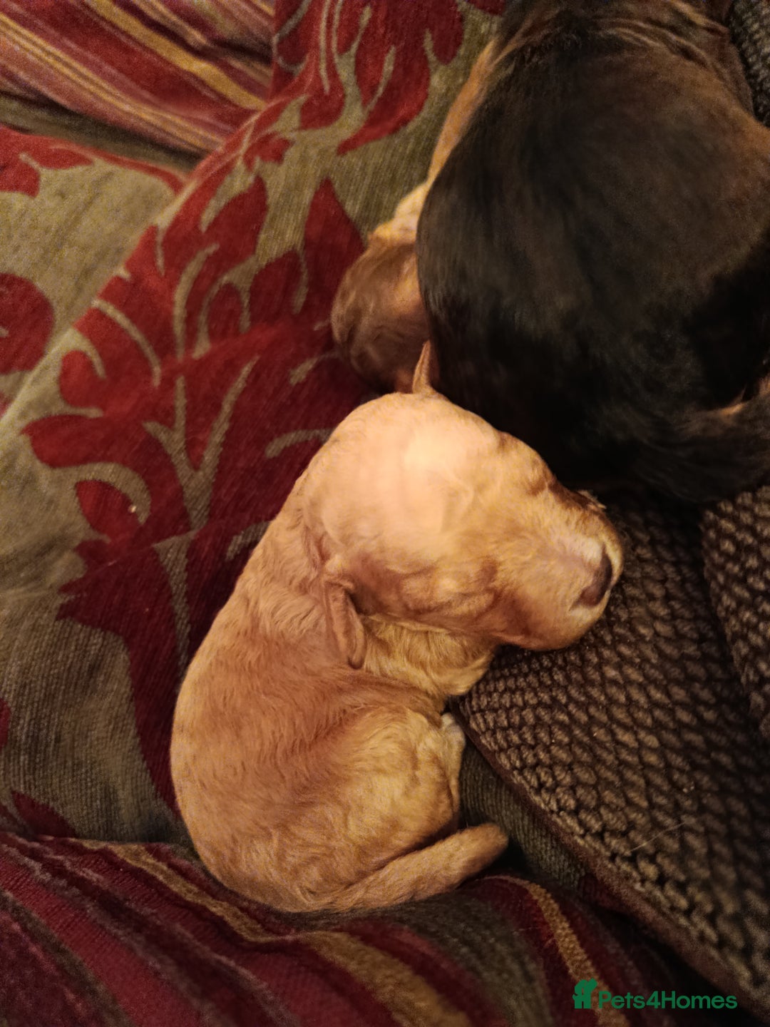 Cockapoo dogs for sale: F1b Cockapoos  - Advert 3