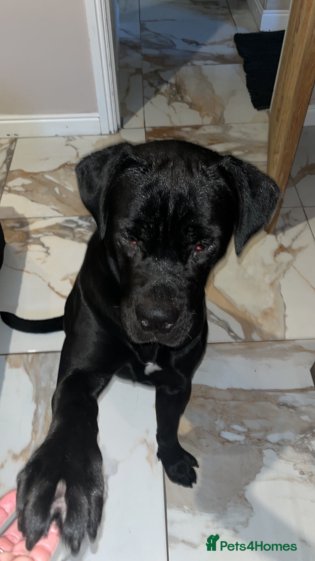 Cane Corso dogs for sale: Thor cane corso  - Advert 2